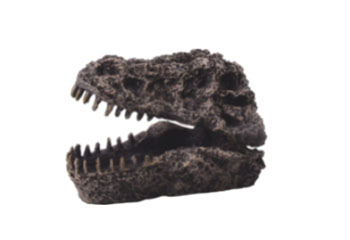 Cabeza Dinosaurio CW-183